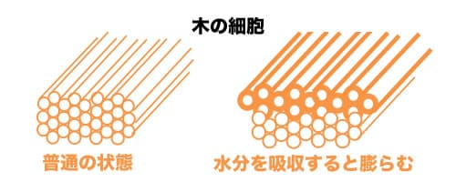 木の細胞