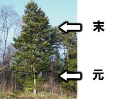 木の用語1