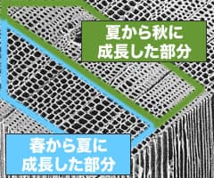 木の繊維
