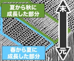 木の用語2